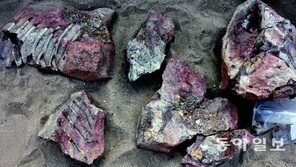 육식공룡이 채식? 통념 뒤집는 공룡연구 봇물