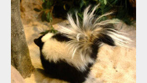 악취 풍기는 동물 1위, “2위가 의외인데?”