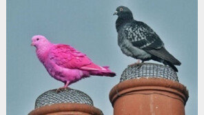 분홍색 비둘기 포착…“제발 어딘가에서 잘 살고 있길”