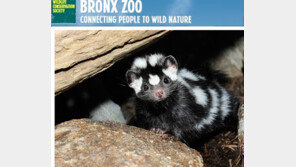 악취 풍기는 동물 1위 스컹크, 자기 냄새 맡고 쓰러지진 않나?