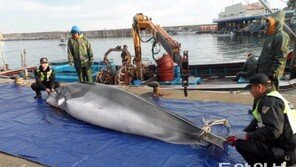 [강원]삼척서 밍크고래 2500만원에 팔려