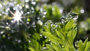 경칩 유래, ‘천둥소리에 벌레가 놀란다’는 뜻… 개구리 알 먹는 풍습도?