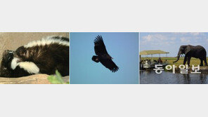 악취 풍기는 동물 1위는 ‘역시’ 스컹크… ‘2·3위 의외네’