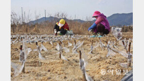 [충북]묘목 접붙이기 시작