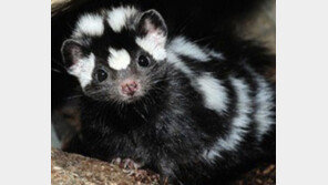 악취 풍기는 동물 1위…스컹크때문에 시력이 상실 될지도?