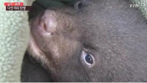 지리산 반달곰, 새끼 5마리 출산… ‘3·4월 새끼 양육기간 출입 자제’ 당부