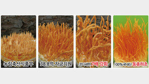 동충하초 인기, 주성분 코디세핀 7배 더 함량된 코디세븐 화제 이유