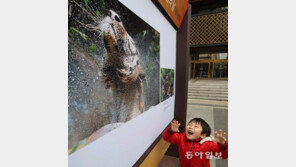 [포토 에세이]나도 호랑이처럼… 어흥