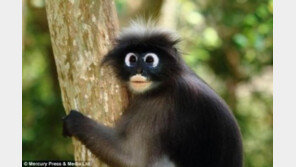 안경 원숭이 포착 “원숭이 인형 아닌가?”