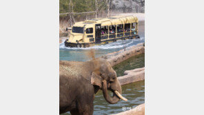 [포토 에세이]에버랜드 코끼리의 관람객 맞이