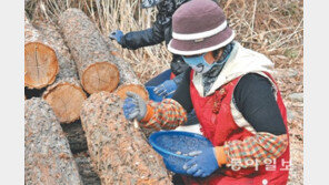 [충북]“표고버섯아, 잘 자라다오”