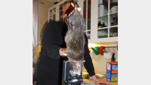 40cm 거대 쥐 출몰… 콘크리트 벽 갉아 부엌에 침입