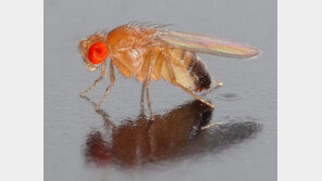 강풍 속 초파리 비행원리, ‘초파리의 비행에 이렇게 깊은 뜻이?’