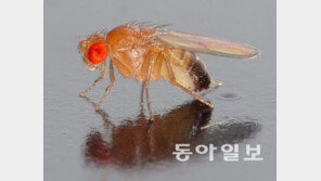 강풍 속 초파리 비행원리, ‘5mm 작은 생명체에게 이런 과학이…’