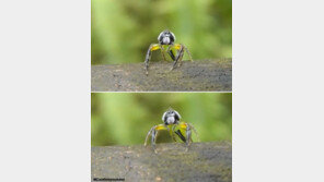 깜짝 놀란 거미, 만화 캐릭터처럼 눈을 동그랗게 뜨고 ‘화들짝’