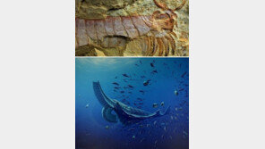 0.8m 괴물 새우 화석 “5억년전 새우는 포유류의 조상격”