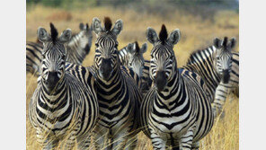 얼룩말 줄무늬 용도는?