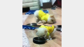 ‘강아지 만취 영상’ 누리꾼 공분…동물학대 처벌 가능?