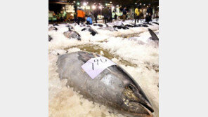 무게 411.6kg 초대형 참치, 21억 가치에도 판매 불가…왜?