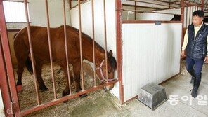 족쇄 놔둔채 “말산업 육성”… 전문高 나왔더니 앞날 막막