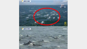 울산 참돌고래떼 발견, 장생포 앞 바다서 500마리 돌고래 유영 ‘장관’