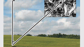 꿀벌 ‘엉덩이춤’ 추는 시간 계절별로 달라