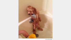 목욕이 무서운 강아지, 두발로 서서 불쌍한 눈빛...