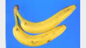 바나나 전염병으로 멸종 위기,“막을 방법 없다…다른 품종 개발해야”