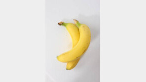 바나나 전염병, 바나나 멸종 위기…과거 상품성 우수했던 ‘그로미셸’ 품종 멸종