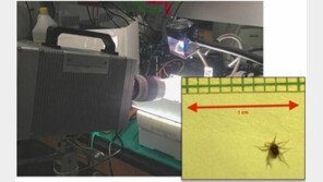 깨알만한 진드기, 치타보다 빠르다고?