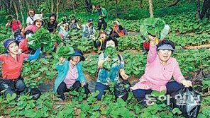 [강원]“양구 곰취-정선 곤드레 축제 엽니다”