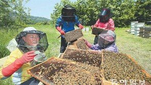 [전북]아카시아 꿀이 한가득