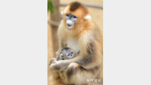 中고위공무원들 대거 에버랜드로… 왜?