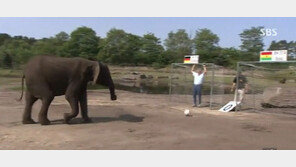 [황당 월드컵] 월드컵 우승, 코끼리 발에 달렸다?