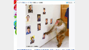 [황당 월드컵] 일본 원숭이까지 파울 후계자 도전