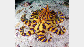 제주 파란고리문어, 예쁘다고 무심코 만졌다간 큰일나…