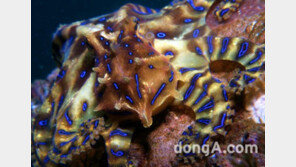 제주 ‘파란고리문어’ 발견, 1㎎으로 사람 치사…복어와 같은 맹독!