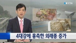 큰빗이끼벌레, 기괴한 생김새… “4대강 사업이 진짜 원인?”