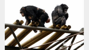 ‘침팬지 언어’ 번역됐다…성적 관심을 끌고싶을 땐 어떻게?