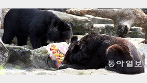 과일빙수 선물 받은 반달가슴곰