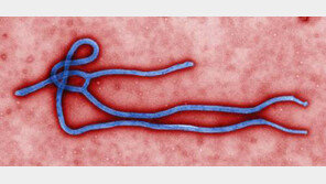 에볼라 치료 실험약물 ‘지맵’의 성분은? 담배와 쥐에서…