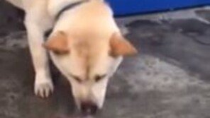 ‘죽으면 안돼~!’ 물고기 살려 내려는 견공 눈길