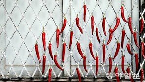 [포토 에세이]창살에 매달려… 고추의 ‘일광욕’