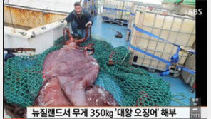 대왕오징어 '해부' 생중계…박물관 전시 예정