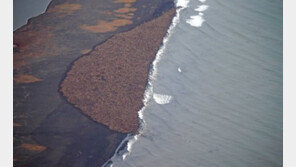 바다코끼리 역대 최대 3만5000마리 몰려…어디서? 왜?