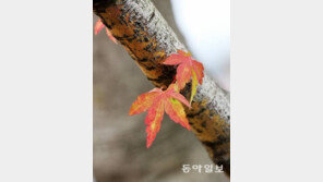 치악산 올해 첫 단풍…지난해보다 12일, 평년보다는 4일 일찍 관측