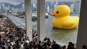 초대형 오리 한국상륙, 세계적 인기 조형물…높이가 무려