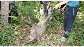 민가에 야생 멧돼지 2마리 나타나 경찰 추격전