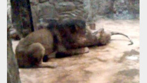 동물원서 수사자가 암사자 물어 죽이는 장면 포착 ‘경악’