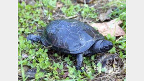 [광주/전남]“월출산 깃대종, 남생이로 바꿉니다”